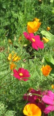 Cosmos and Cal. poppies